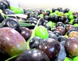 Olive Oil Processing Machinery