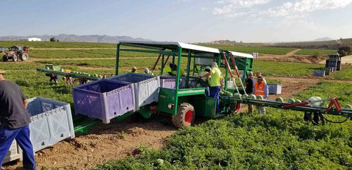 Argiles Vegetable and Fruit Harvesters